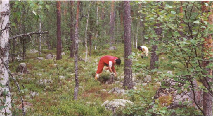 Aug 2002. Here we found a lot of blue berry.
