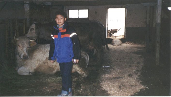 Apr 2002. Some cows at "farfar" farm
